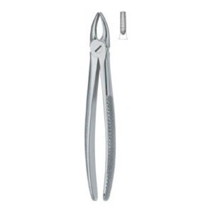 Incisors And Bicuspids 1